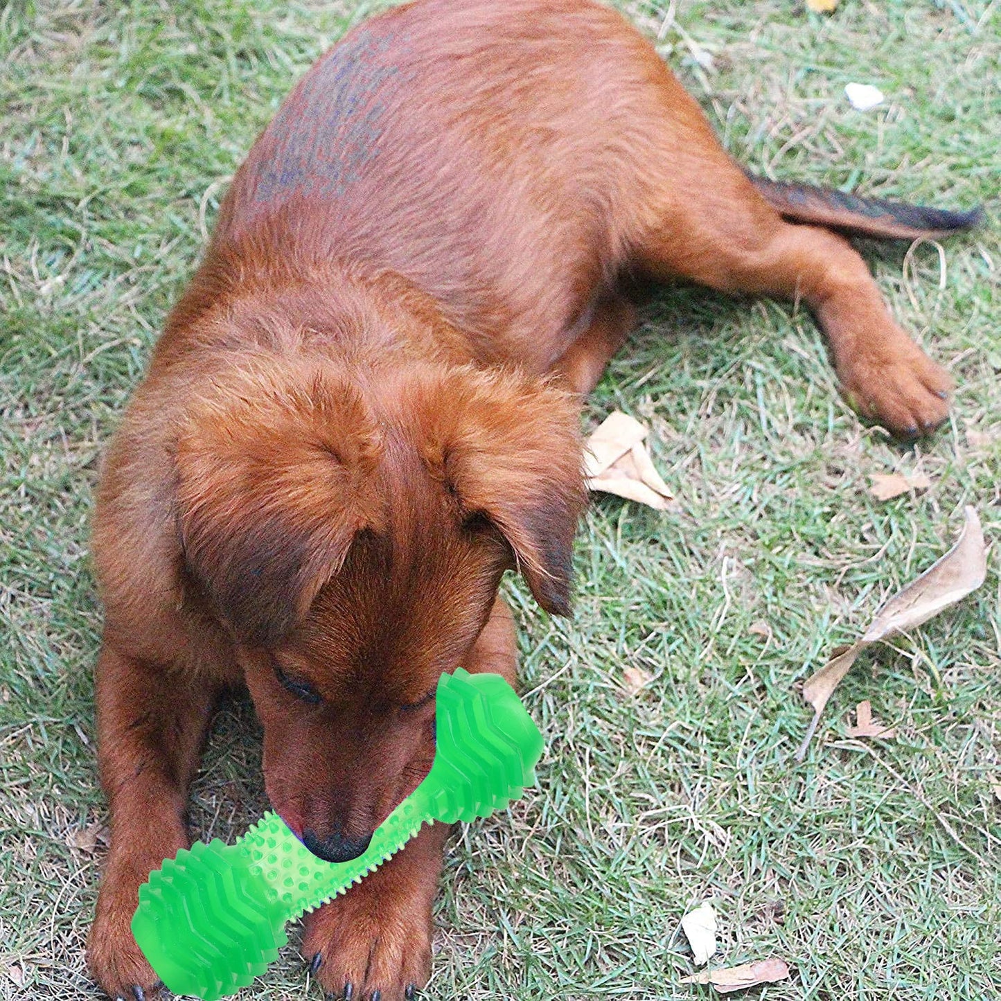 Basil Green Dumbbell Toy with Hollow Centre for Treats