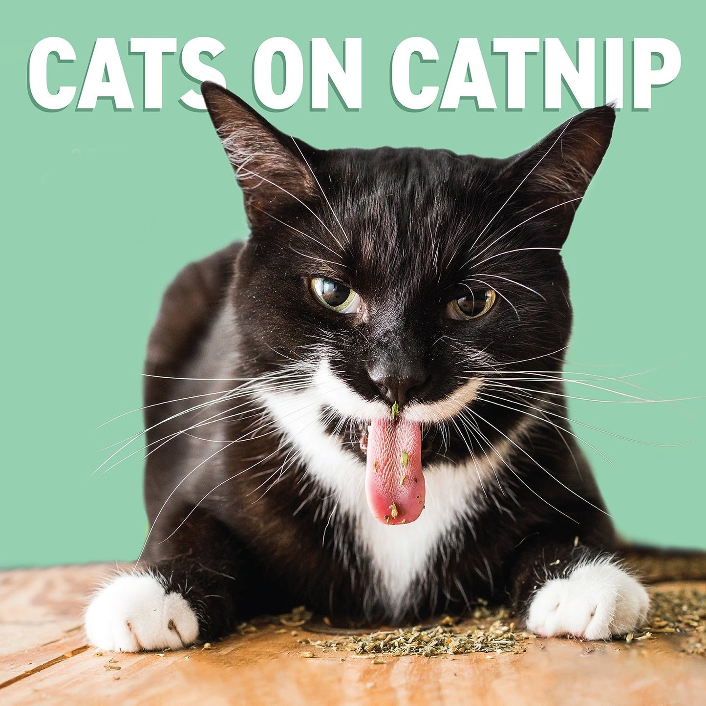 Basil Catnip Jar for Kittens & Cats, Pure & Natural Cat Nip